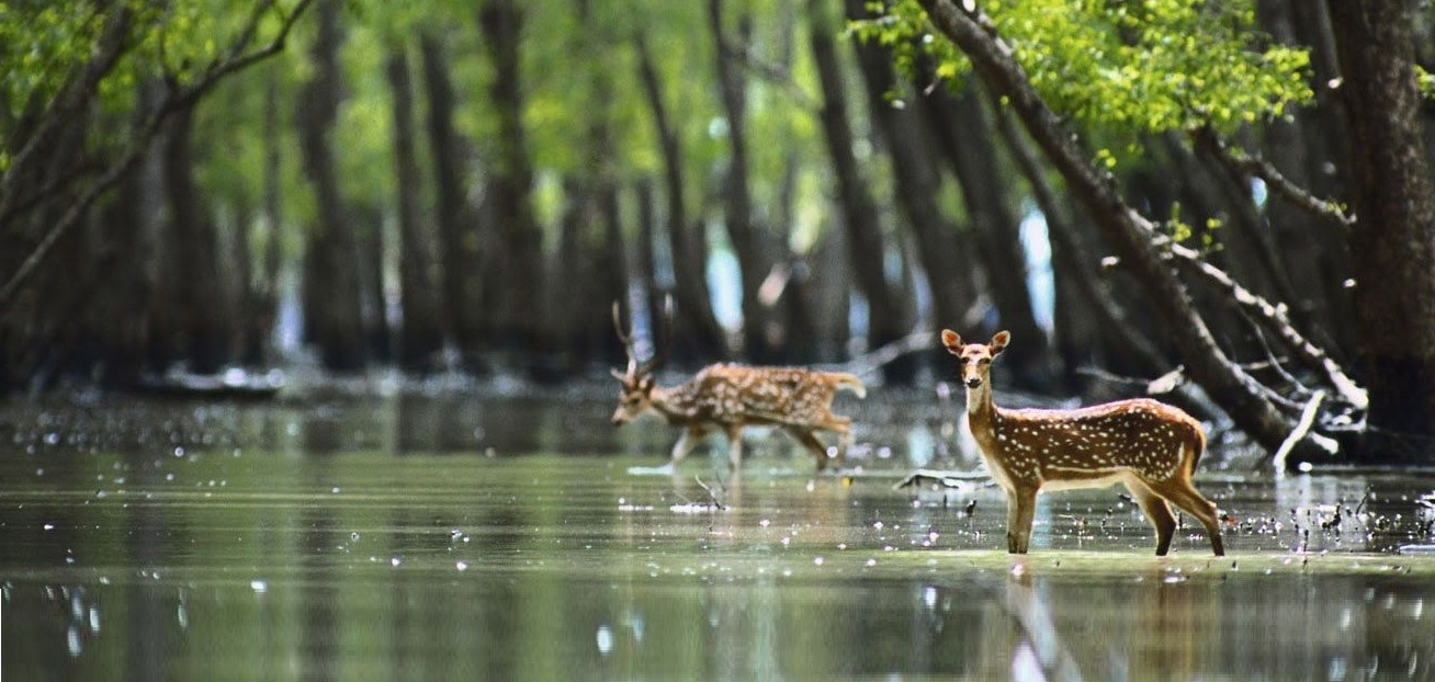Kotka - Kochikhali wildlife Sanctuary (02N & 03D) -02