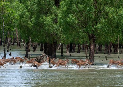 Sundarbans tour 03 days 02 nights (Regular trip)