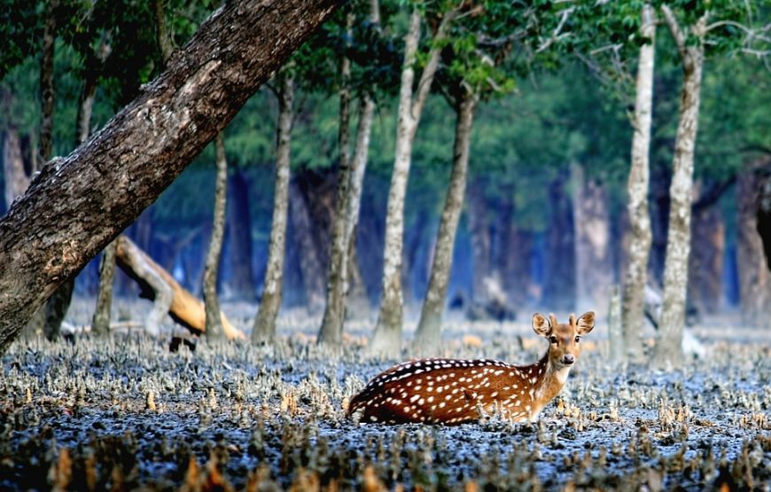Kotka – Kochikhali Wildlife Sanctuary (02 Night & 03Day)