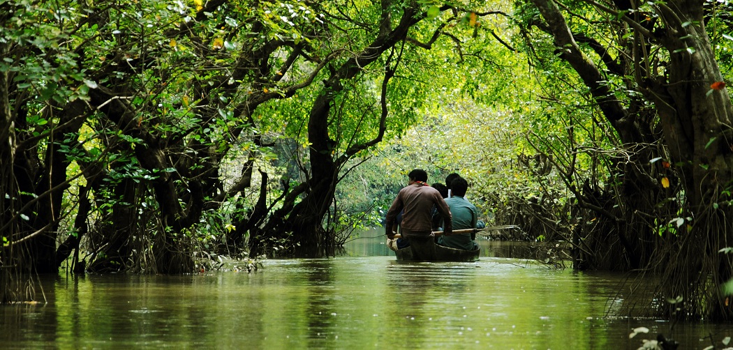 Visit the Fresh Water Swamp Forest Ratargul Sawmp Forest