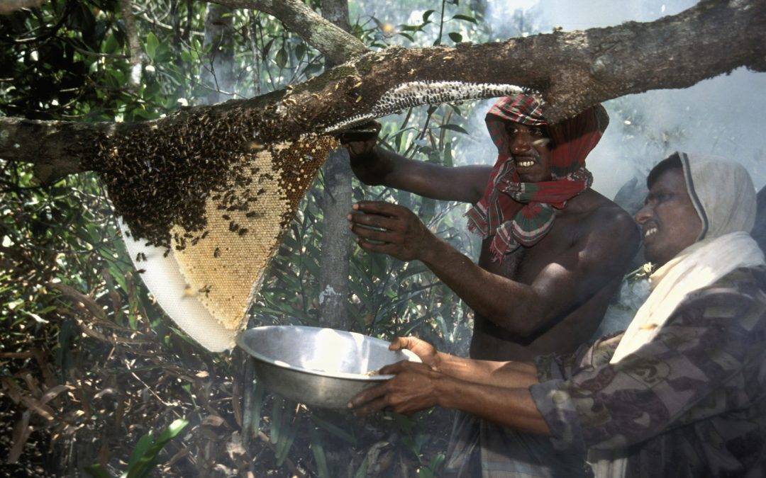 Wild Honey Hunting Tour in Sundarbans