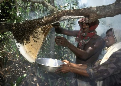 Wild Honey Hunting Tour in Sundarbans